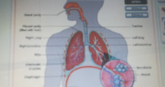 what portions of the respiratory system are referred to as anatomical dead space what portions of the respiratory system are referred to as anatomical dead space